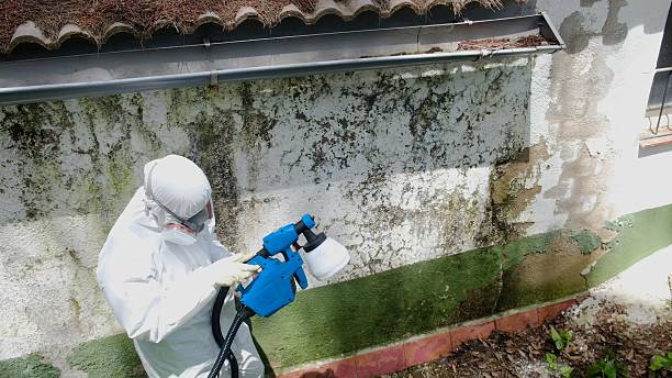 Top rated local Mold Remediation specialists in Muskegon, MI
